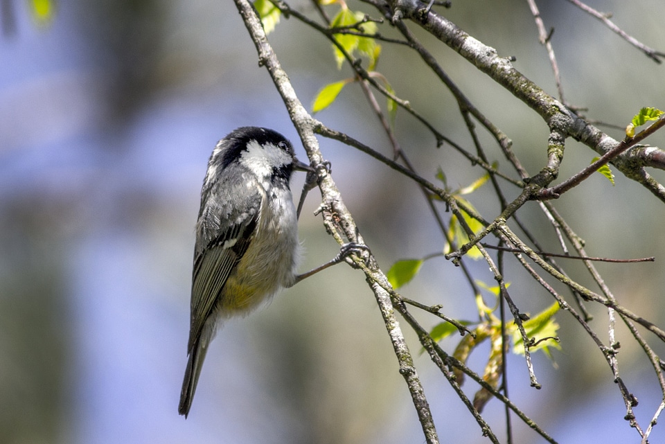 Nature wildlife animal