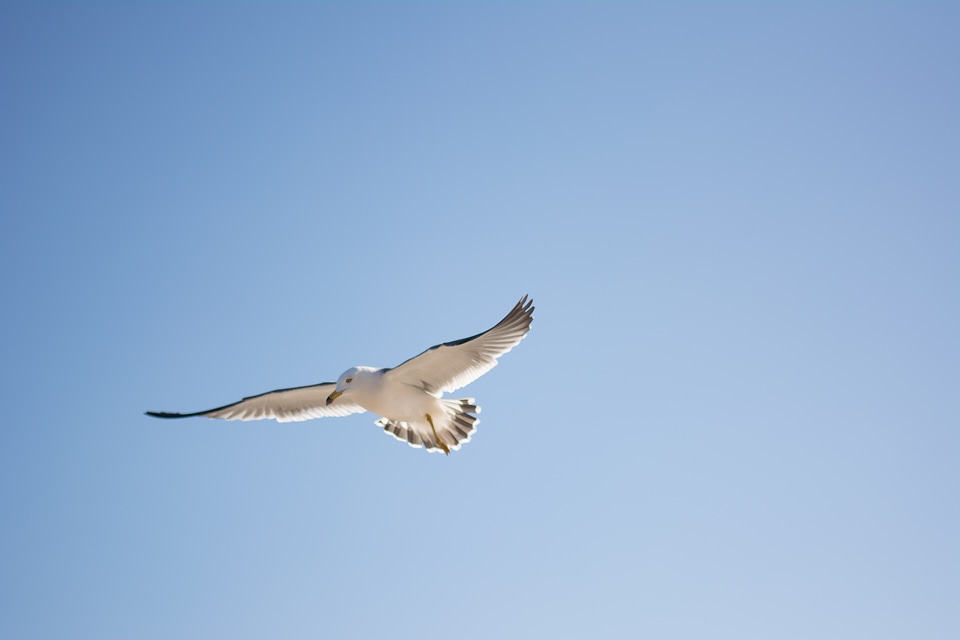 Bird sky animal