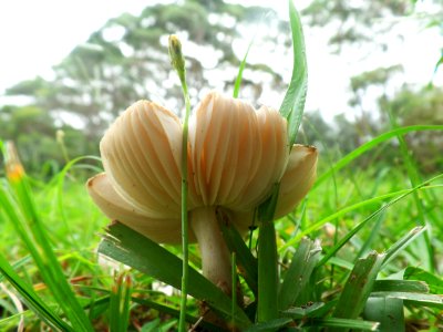 Toadstool flower photo