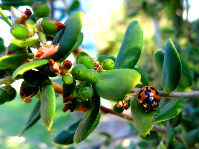 Ladybug photo