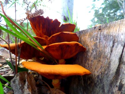 Huge toadstools photo