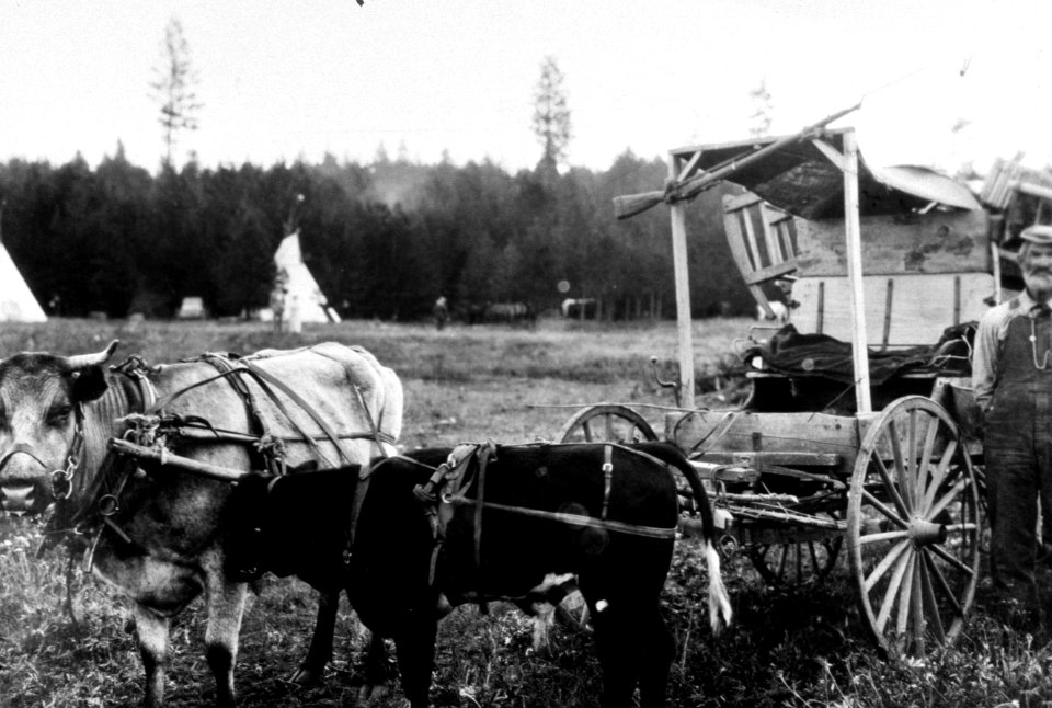 441 Oxen and wagon, Old Oregon Trail Days 1921