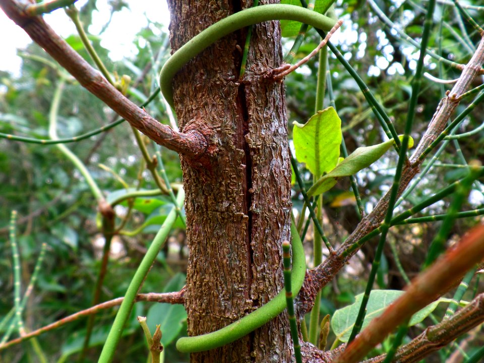 Twisty vines photo