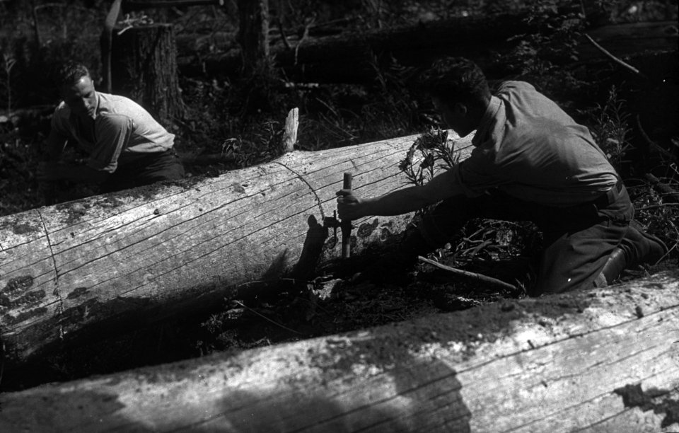 272 Fire line construction, Columbia National Forest 1943