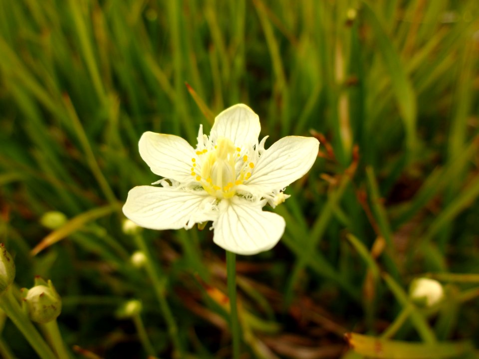 Parnassus Grass Wildflower, Mt Hood National Forest