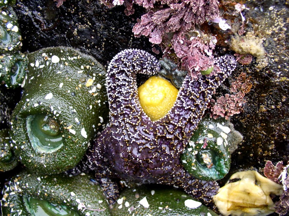 Seastar and Sea Lemon at Cape Perpetua, Siuslaw National Forest
