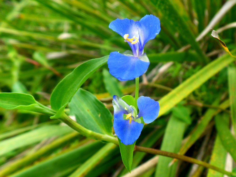 Coral Pea flower