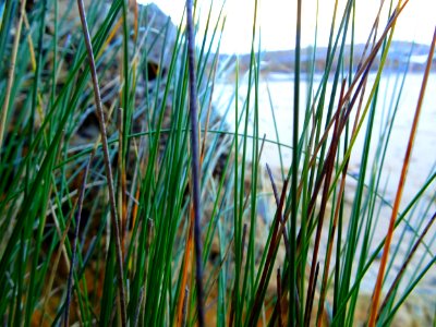 As seen through grass
