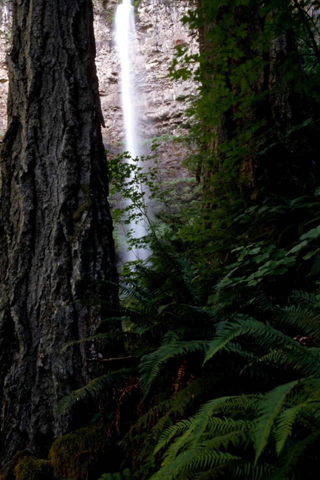 Watson Falls through Trees, Umpqua National Forest.jpg