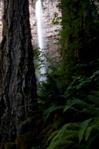 Watson Falls through Trees, Umpqua National Forest.jpg photo