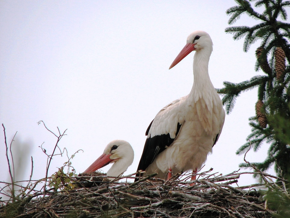 Adebar nest feather