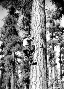 281480 CCC Telephone Line Construction, Fremont NF, OR