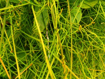 A mess of vines