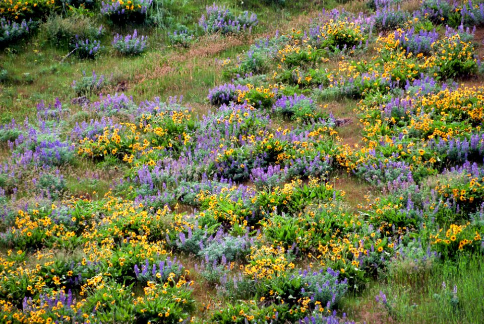 Lupine and Balsamroot in Field-Unknown