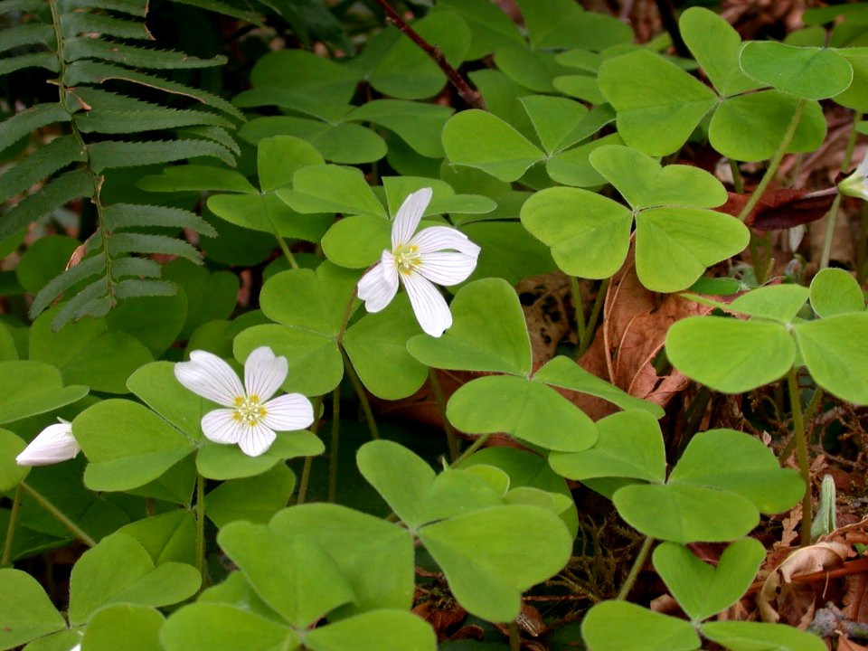 Oxalis Wildflowers and Clover, Olympic National Forest