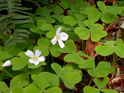 Oxalis Wildflowers and Clover, Olympic National Forest photo