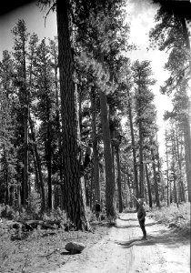 281481 CCC Constructing Phone Line, Fremont NF, OR photo