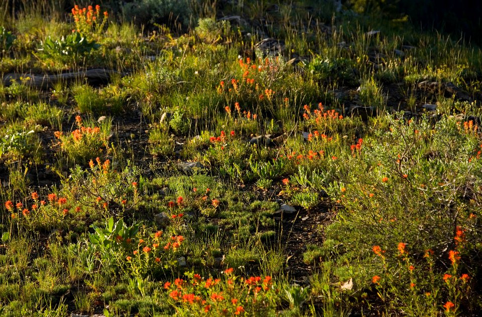 FIELD OF WILDFLOWERS-MALHEUR
