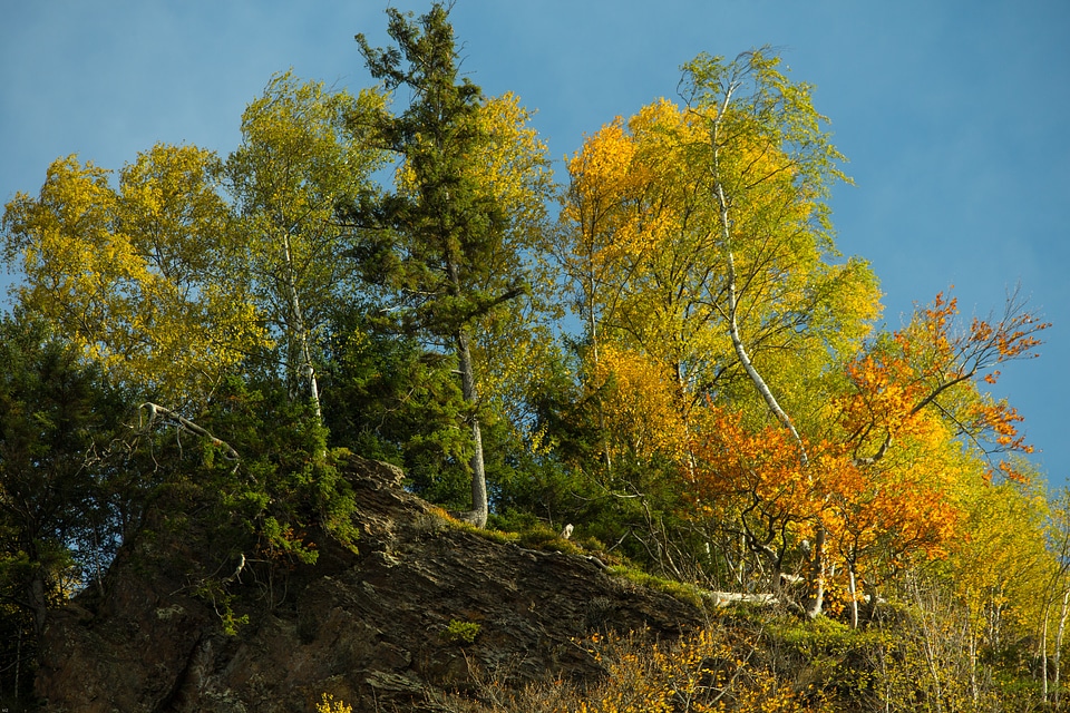 Edge of the woods rest forest