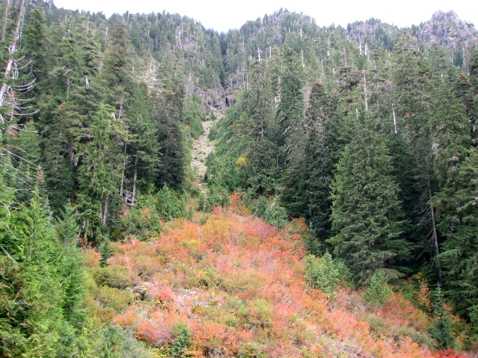 Fall color in Skokomish area, 2016, Olympic National Forest