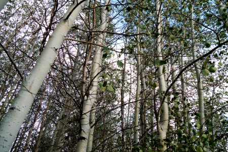 Poplar Grove-Fremont Winema photo