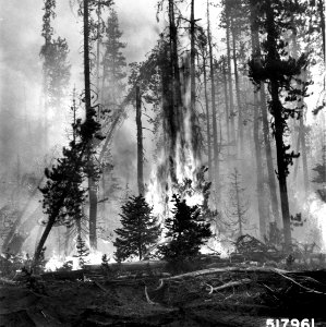 517961 Airstrip Fire, Willamette NF, OR 1967 photo