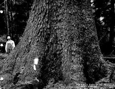 197 Spruce Tree