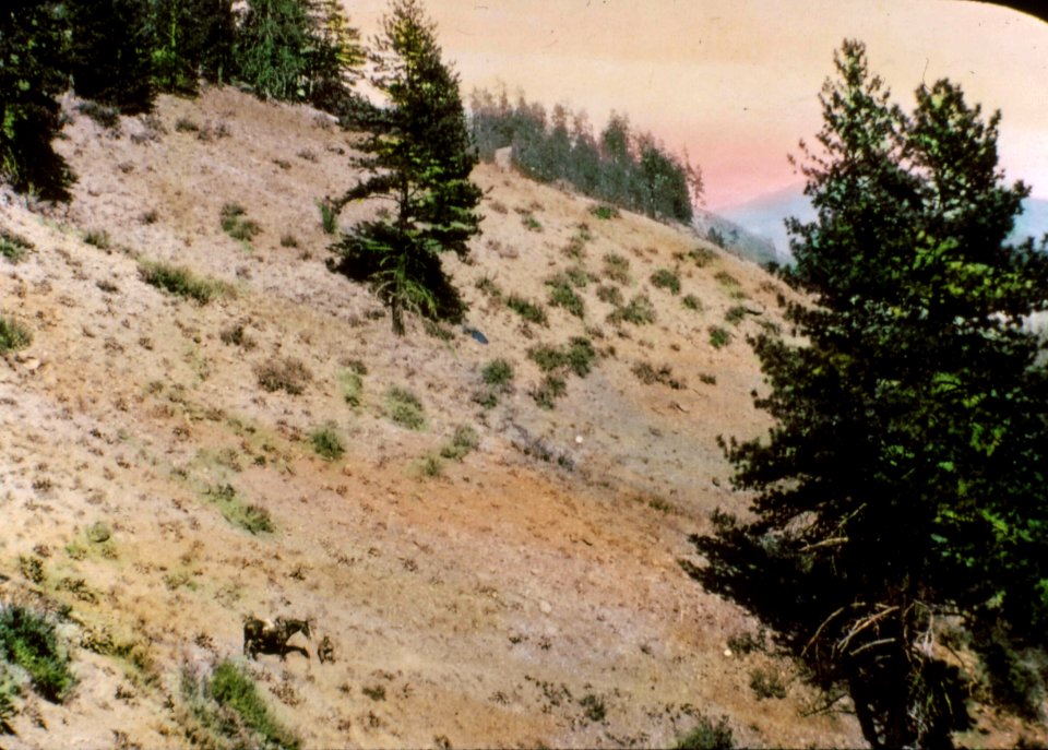 217560 Trail on Rattlesnake Creek, Rainier NF