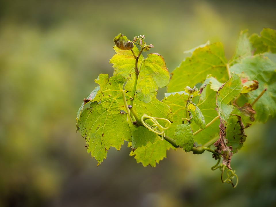 Autumn leaf fall foliage
