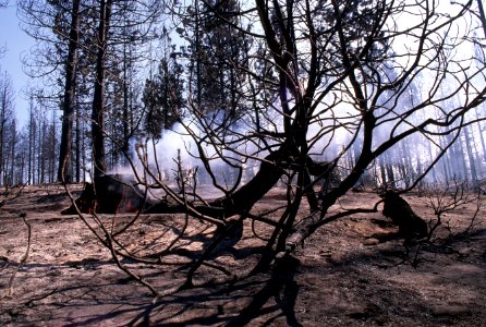 359 McKay Butte Fire, Deschutes National Forest photo