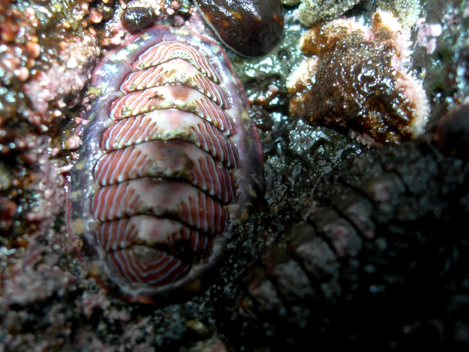 Coat of Mail Shell at Cape Perpetua, Siuslaw National Forest
