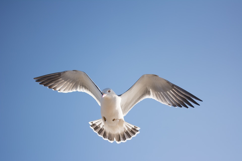 Bird sky animal