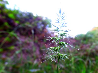 Grassy flower photo