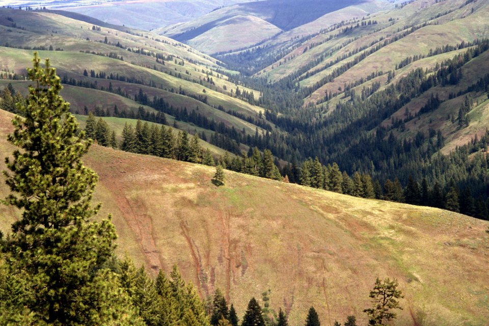 Umatilla National Forest, Umatilla Breaks.jpg