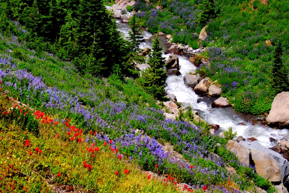 Wildflowers along Mountain Stream-Unknown