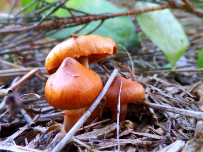 Toadstool trio photo