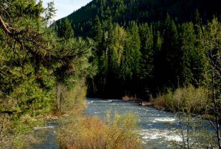 Pine and Fir Forest along Entiat River, Okanogan-Wenatchee National Forest