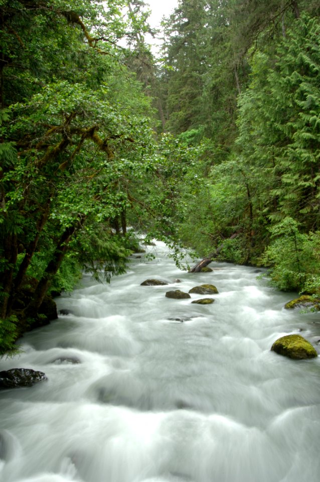 Winter Runoff on the Upper Dungeness River, Olympic National Forest