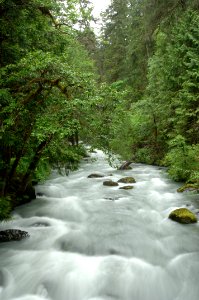 Winter Runoff on the Upper Dungeness River, Olympic National Forest
