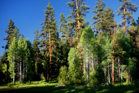 Forest & Meadow at Sunset-Malheur