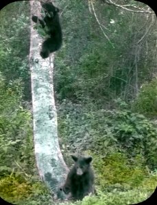 395788 Black Bear Cubs at Big 4 Inn, Mt. Baker NF, WA