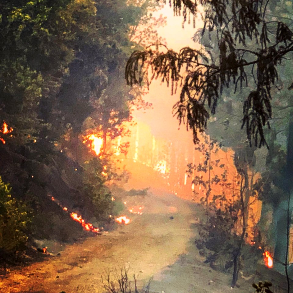 Fire Activity on the Taylor Creek Fire