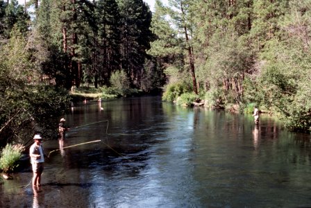 Fly fishing Metolius River, Deschutes National Forest photo