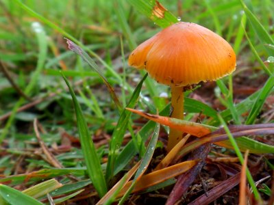 Little orange toadstool