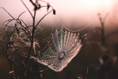 Dew on a spider's web photo
