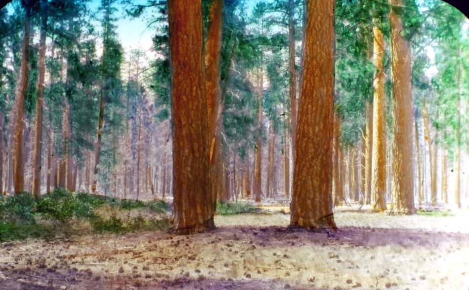 250161 Ponderosa Pine Stand North of Bend 1938