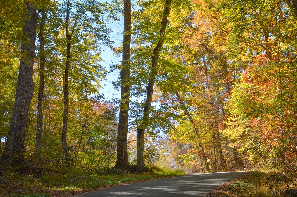 Fall foliage landscape nature