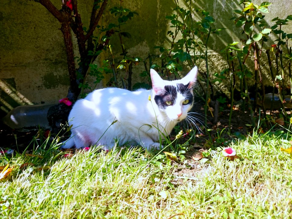 Zeus trying to hide in the backyard
