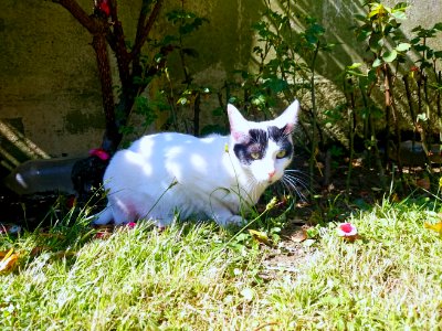 Zeus trying to hide in the backyard