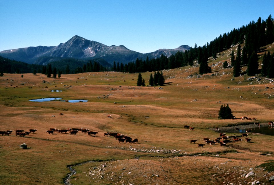 Horseshoe Basin, Pasayten Wilderness, Okanogan Wenatchee National Forest